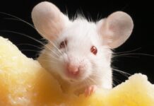 Генетичне Клонування Досягнуло Біологічної Межі: 20-річне Дослідження Виявило «Мутаційний Спад»