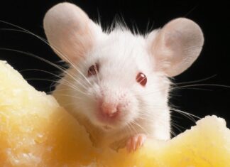 La clonazione genetica raggiunge un limite biologico: uno studio durato 20 anni rivela un “crollo mutazionale”