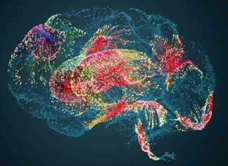 Старение мозга связано с нарушением генетического контроля, показало исследование на мышах