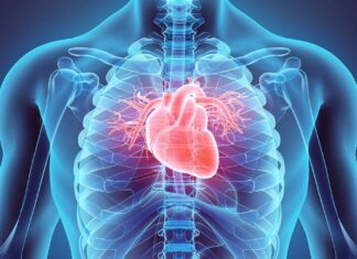 Las bacterias intestinales pueden convertir las granadas en una poderosa defensa para el corazón