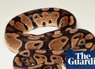 The Snake Escape Paradox: Um quebra-cabeça de lógica geométrica