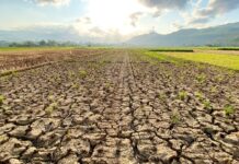 За межами теорії «брудного минулого»: як давня ДНК переписує історію алергій