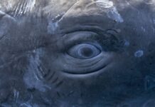 Розшифровка глибин: клацання кашалотів можуть імітувати структуру людської мови