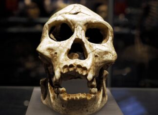 Percée génétique : un ancien groupe néandertalien découvert en Pologne