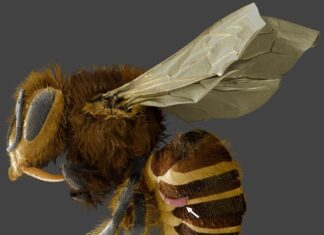 Ketahanan Genetik: Bagaimana Lebah Madu Hibrida California Melawan Parasit