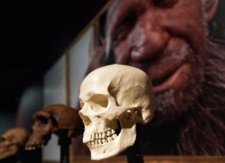Memikirkan Kembali Kepunahan Neanderthal: Ini Bukan Karena Kurangnya Kecerdasan