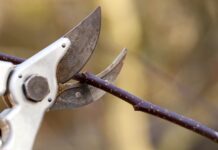 The Sound of Distress: Scientists Discover Plants Emit Ultrasonic “Screams”