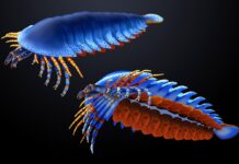 Копалини показують, що ранній родич павуків мав кігті