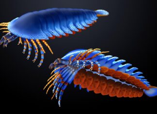 Ancient Spider Relative Had Claws 500 Million Years Ago