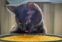Чому ваша кішка перестає їсти: справа не в голоді, а в нудьзі