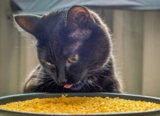 Pourquoi votre chat arrête de manger : ce n’est pas la faim, c’est l’ennui