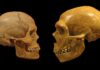 Proč konektivita, ne inteligence, mohla zachránit Homo Sapiens
