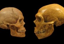 Proč konektivita, ne inteligence, mohla zachránit Homo Sapiens