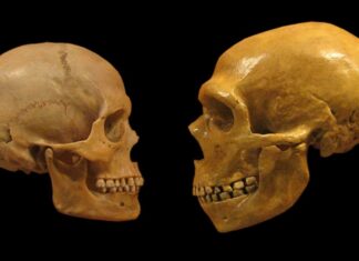 Почему связность, а не интеллект, возможно, спасла Homo Sapiens