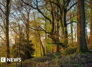 Peringatan Seratus Tahun Sir David Attenborough Memicu Restorasi Alam Besar-besaran di Gloucestershire