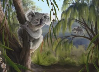 Coala perdido da Austrália Ocidental: revelada uma nova espécie extinta