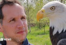 Втрачене перо в Кінрені: як нове птахове шоу рятує зникаючі види