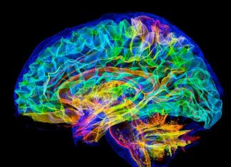 A neurociência não resolverá sua política
