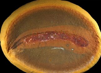 Diese 300 Millionen Jahre alten Babys waren nie Kaulquappen