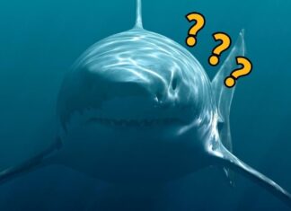 A espinha perdida do Megalodonte foi encontrada novamente. Majoritariamente.