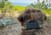 Fi Ultra findet Hunde in toten Zonen, hasst aber Ihre Akkulaufzeit