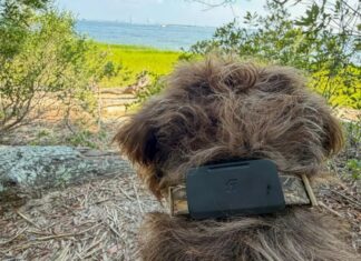 Fi Ultra trouve les chiens dans les zones mortes mais déteste la durée de vie de votre batterie