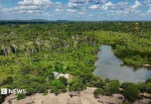Pożary Amazona w 2025 r.: co mówią nowe dane
