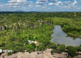 Pożary Amazona w 2025 r.: co mówią nowe dane