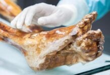Faire revivre d’anciens pathogènes : comment les microbes d’Ötzi l’homme des glaces se réveillent en laboratoire
