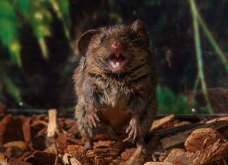 Comment les souris ceinturent
