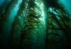 Выращивание водорослей для поглощения CO₂ может всё усугубить