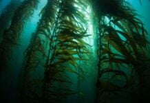 Выращивание водорослей для поглощения CO₂ может всё усугубить