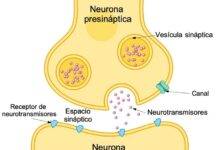 Comment les neurones parlent réellement : la chimie rapide des synapses