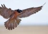 Hawk vs. Falcon: Wie man sie anhand von Flügeln und Verhalten unterscheidet
