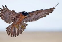 Hawk vs Falcon: How to Tell Them Apart by Wings and Behavior