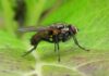 Why Natural Fly Repellents Work Better Than Chemical Sprays