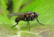 Why Natural Fly Repellents Work Better Than Chemical Sprays