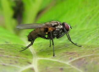 Pourquoi les répulsifs naturels contre les mouches fonctionnent mieux que les sprays chimiques