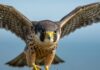 What Do You Call a Group of Falcons?
