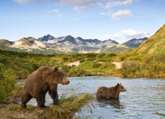 Qual urso é o mais perigoso para os humanos e por quê?